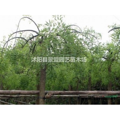 紅瑞木幾月份種植？