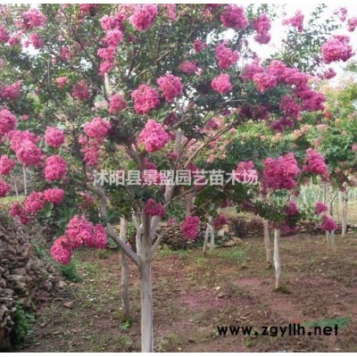 種植紅瑞木苗一畝地用多少斤種子？紅瑞木種子哪里多？