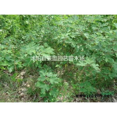 紅瑞木種子播種時間幾月*佳？紅瑞木種子每畝地用多少斤？