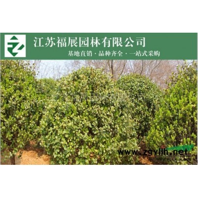 批發紅瑞木 基地直銷 綠籬工程苗 叢生