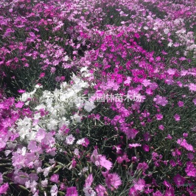 紅瑞木種子價格是多少？購買種子要注意什么？