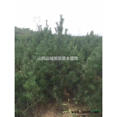 50公分連翹價格60公分連翹價格80公分連翹價格供應山西地區