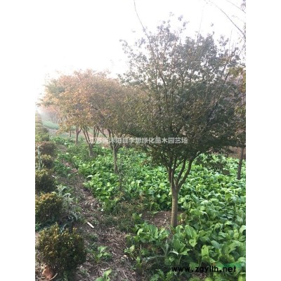 供應連翹價格30-80公分高連翹圖片連翹基地連翹床苗