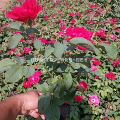 供應紫荊.紫薇.連翹.迎春.木槿.櫻花、垂梅、金銀花.枸杞.海棠