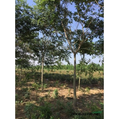 供應優(yōu)質丁香苗 紫丁香 4-10公分精品丁香苗