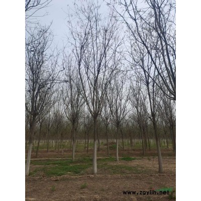 暴馬丁香15－30公分