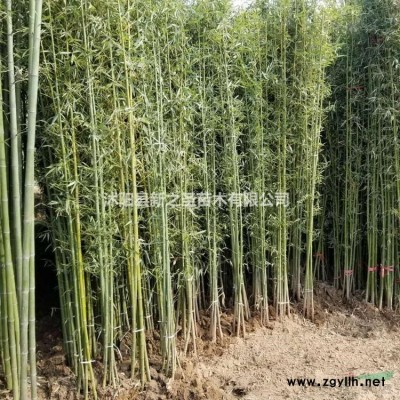 丁香基地低價出售--現貨--叢生丁香