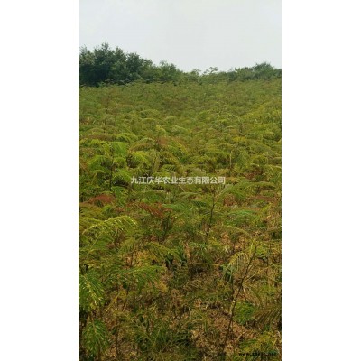 江西丁香種子信息