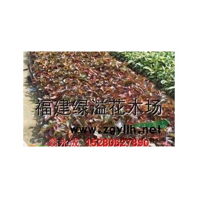 銀邊假連翹報價/福建銀邊假連翹報價