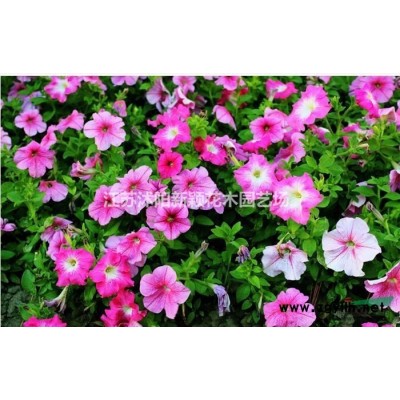 茶梅產地 茶梅樹價格 茶梅球圖片茶梅小苗多少錢一株