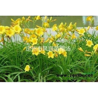 叢生連翹 大叢連翹冠叢高1-2.5米