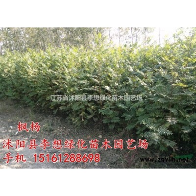 供應茶梅苗 茶梅球