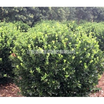 茶梅的產(chǎn)地在哪里/哪里便宜/江蘇景曜生態(tài)基地直銷批發(fā)價格圖片