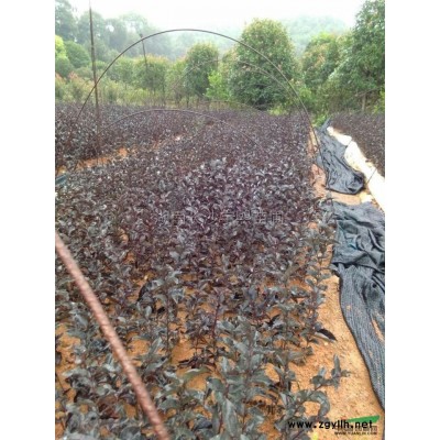 茶梅行情報(bào)價(jià)\茶梅圖片展示