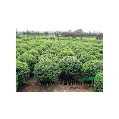 安徽肥西出售茶梅球，紅葉石楠球，紅花繼木球，海桐球，梔子花球