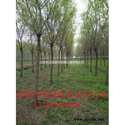 供應(yīng)花石榴 石榴圖片石榴價格 江蘇石榴基地