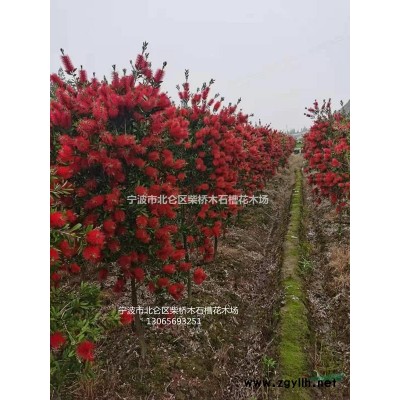 寧波北侖紅千層澳洲硬枝批發基地