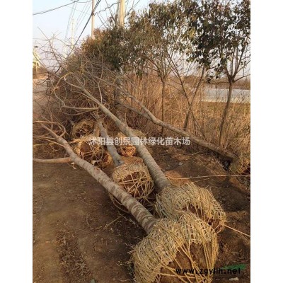 沭陽金絲梅基地價(jià)格--2~12公分規(guī)格*--金絲梅樹苗