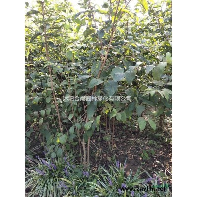 黃刺玫、鳳尾蘭、冬青、貼梗海棠、小葉梔子花、金銀木、金絲梅、