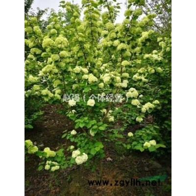 出售金絲桃【金絲梅】