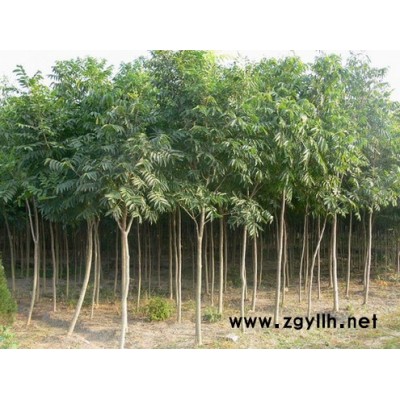 供應(yīng)黃櫨種子