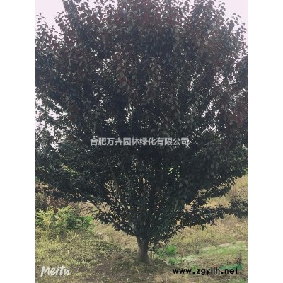 叢生臘梅，2米冠幅臘梅，2米5冠幅臘梅，3米臘梅，4米臘梅