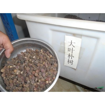 叢生臘梅基地，叢生臘梅批發