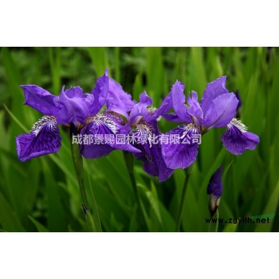 六月雪價格 六月雪基地供應苗木 六月雪好多錢一株