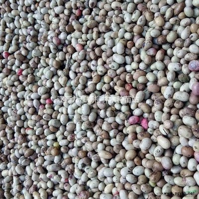 供應臘梅種子 臘梅種子產地供貨價格 臘梅種子批發