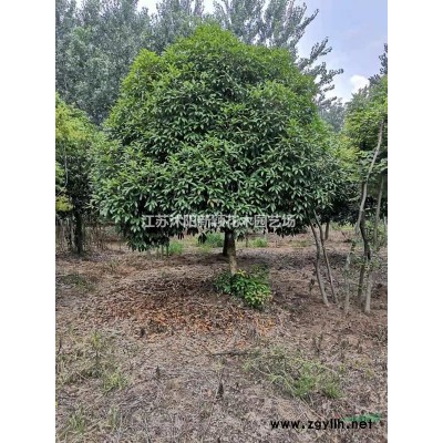 細葉麥冬草_小葉麥冬草苗木