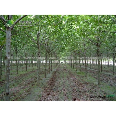 鳳尾竹價(jià)格_鳳尾竹圖片_鳳尾竹產(chǎn)地_鳳尾竹苗圃基地