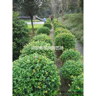 臘梅，叢生臘梅