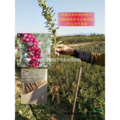 當年連翹苗價格==1年連翹苗價格==一年生大果連翹苗價格