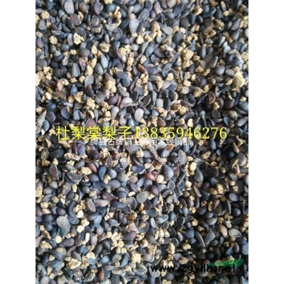 山西中藥材連翹苗基地 出售一年 二年 三年連翹苗500畝