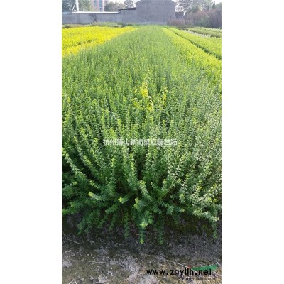 蕭山出售旱傘草，2020年旱傘草價格，旱傘草