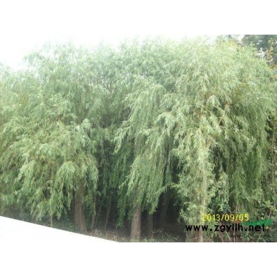 塔柏     蜀檜    基本直銷