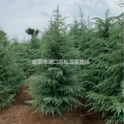 3米雪松、4米雪松、5米雪松