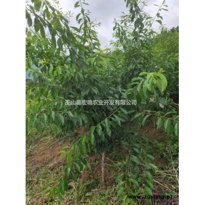 巫山宏艷青脆李子苗整形修剪