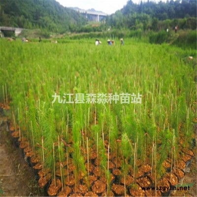 馬尾松一年生小苗 馬尾松袋苗價格 馬尾松小苗產(chǎn)地大量批發(fā)