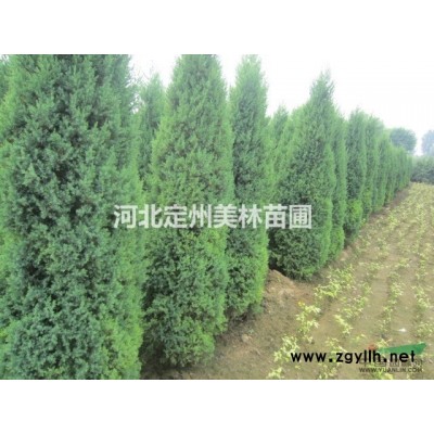 河北定州明遠苗圃場的迎春和連翹如何區分？