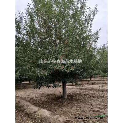 法桐。法桐價格。 濟寧法桐。 法桐處理