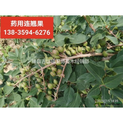 1年連翹苗~2年連翹苗~3年連翹苗~藥用連翹苗