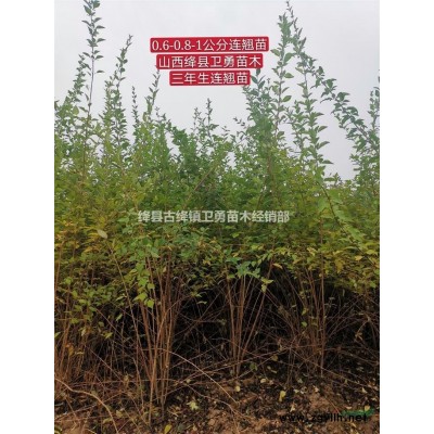 2年藥用連翹苗=0.5厘米粗藥用連翹苗=1米高藥用連翹苗