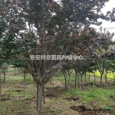 金銀木上市了  金銀木圖片 金銀木種植戶