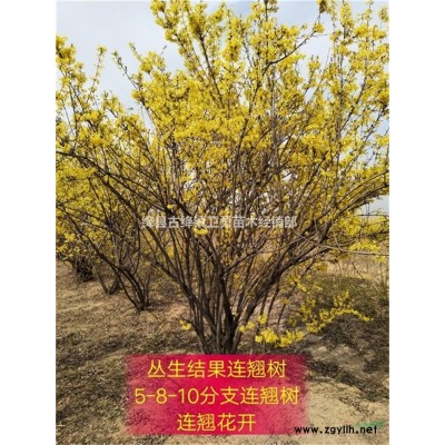 2年連翹苗// 哪里有賣+產地在哪里+價格多少錢一棵？
