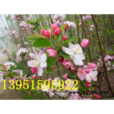 基地快遞玉龍草玉帶草書帶草沿階草金邊麥冬草