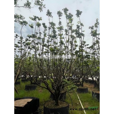 中山市黃皮批發(fā)