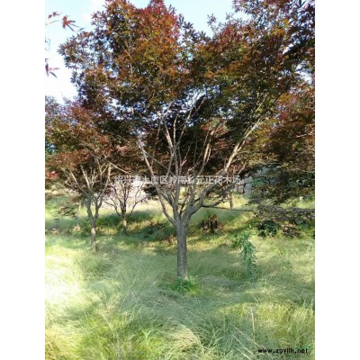 浙江紹興早櫻價(jià)格優(yōu)惠,浙江早櫻規(guī)格*