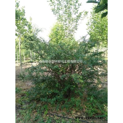 山東昌邑供應穗花牡荊R1-3.5m