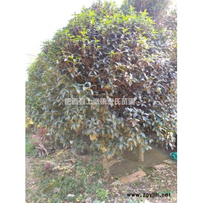 大量1.5米冠桂花出售